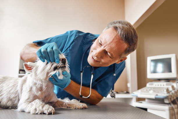 Best Dental Abscess Treatment in Newport, WA